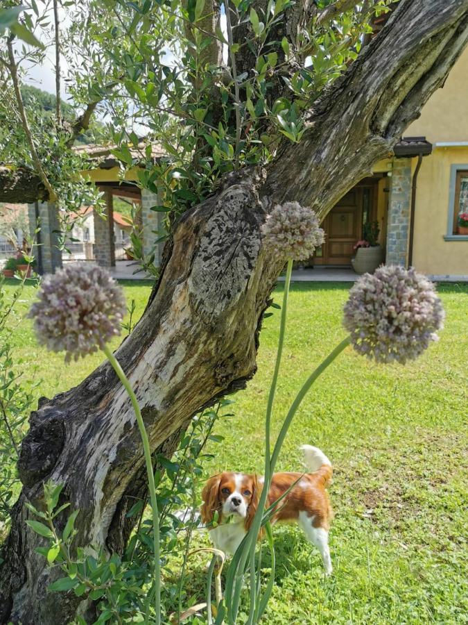 Villa Giulia Gragnola Dış mekan fotoğraf