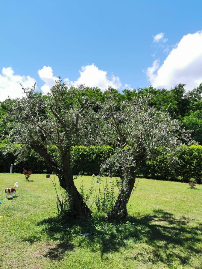Villa Giulia Gragnola Dış mekan fotoğraf